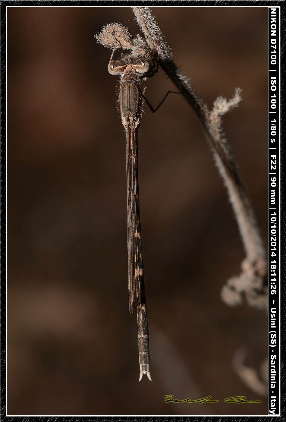 Sympecma fusca ♀